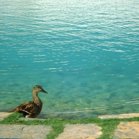 Duck and Lakes