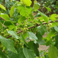Mulberry Tree