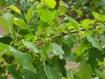 Mulberry Tree