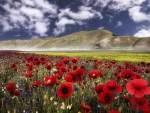 Castelluccio, Umbria, Italy