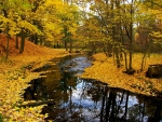Forest stream in autumn