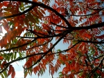 red leaves
