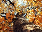 looking up at autumn tree