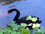 Black swan