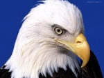Eagle Portrait