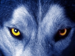 the soul of the wolf