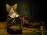Shoecat