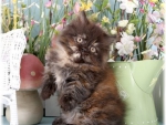 Cute Persian Kitty