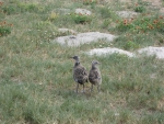 Baby Seagulls