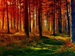 FALL FOREST