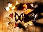 Butterflies on Wood