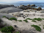 Penguin beach