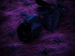 Dark Gothic Halloween Rose!