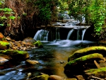 FOREST WATERFALLS