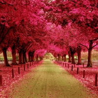 PINK FALL ROAD