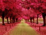 PINK FALL ROAD