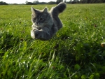 Flying Cat
