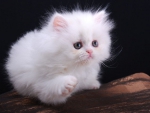 cute white fluffy kitty