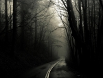 the dark forest road