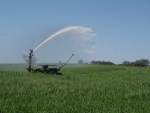 Irrigation sprinkler, on a lucerne field