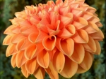Dahlia Close-up