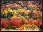 autumn trees
