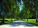 Beautiful Road