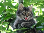joyful kitty on a tree