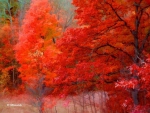 Awesome Autumn