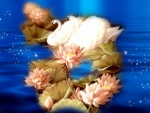 Waterlily Swans