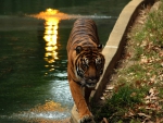 Sumatran_tiger