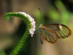 Glasswing