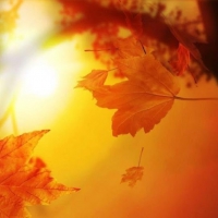 Autumn Sun