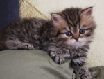 Cute Persian Kitty