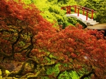 Japanese Garden