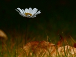 Single daisy with dry Autumn leaf!