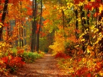 Colors of autumn forest
