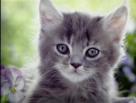 Gray kitten