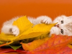 white kitty in a fall leaves
