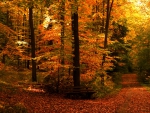 Autumn Forest
