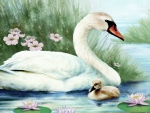 Swan family