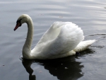Swan
