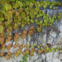 Creeping Vine Along Rock Wall