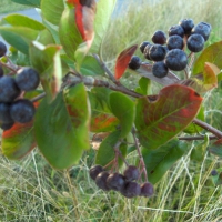 Field Berries in the Grass