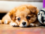 Cute puppy