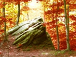 Rock in Autumn Forest!