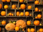Pumpkin Display