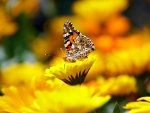 Butterfly on Yellow Flower!