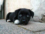 Cute Puppy Dog Eyes!