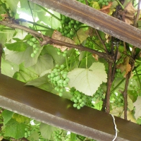 GRAPE VINES